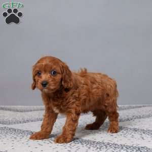 Tootsie, Cavapoo Puppy